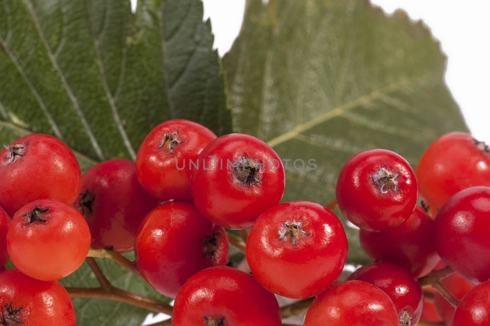 Red fruits of rowan berry on white background, close up