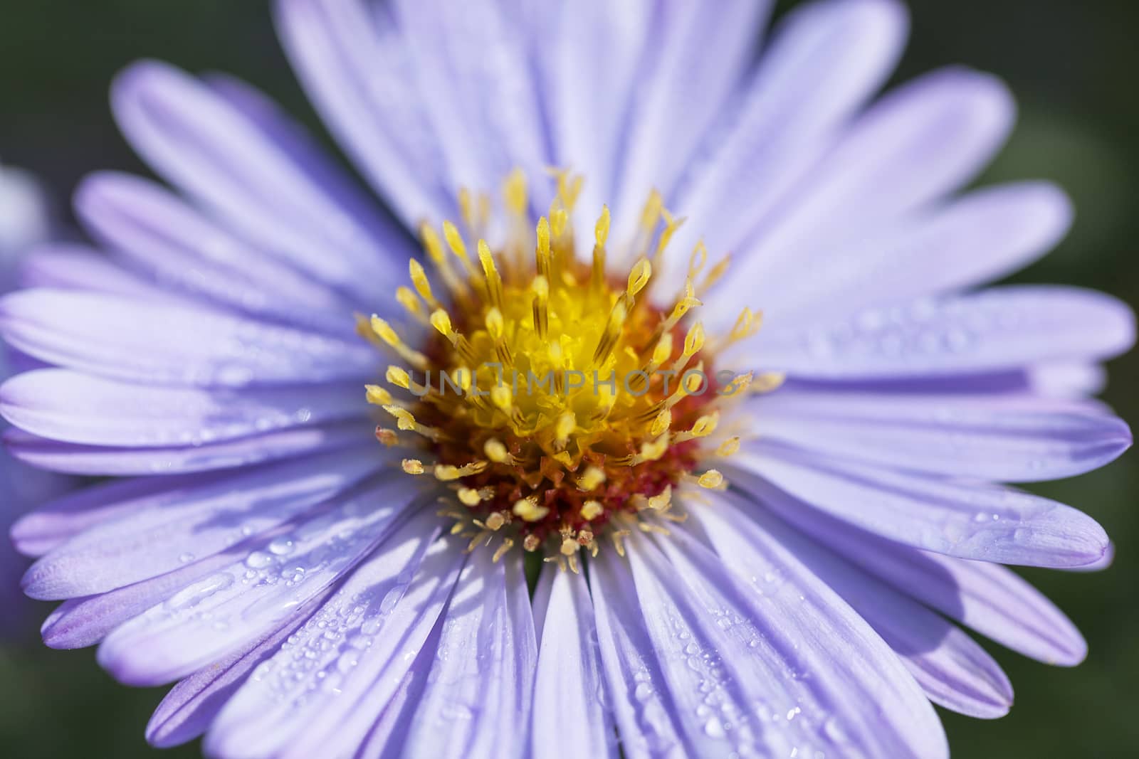 Single autumn flower of lilac aster in garden, close up