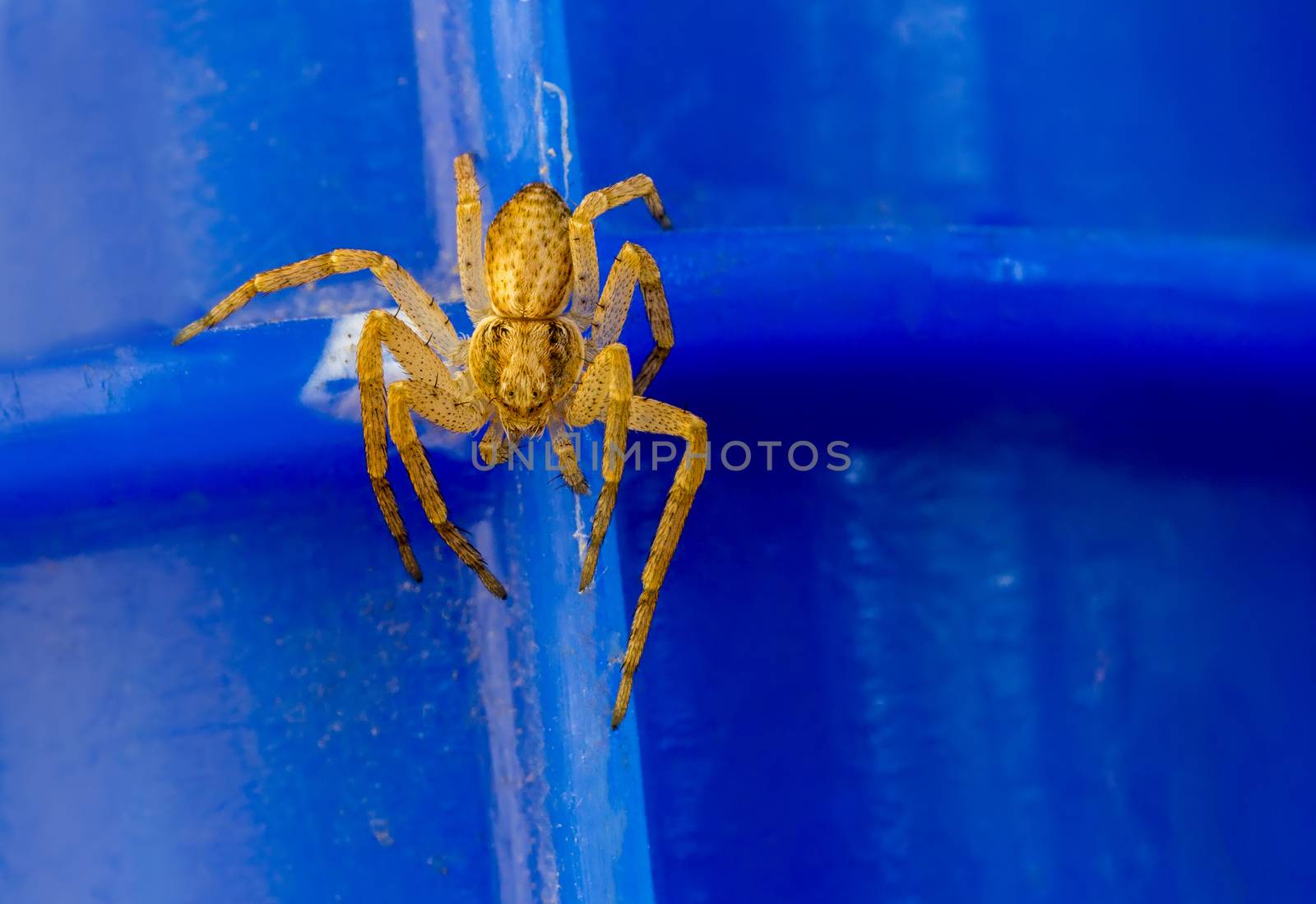 Small yellow spider on blue background