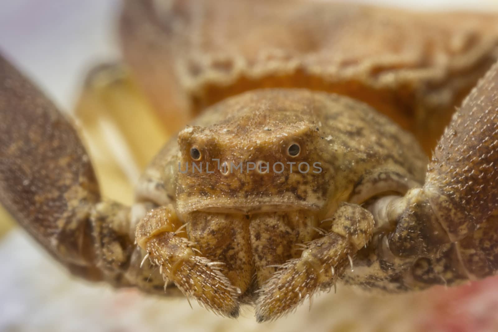 Spider head close up. Macro