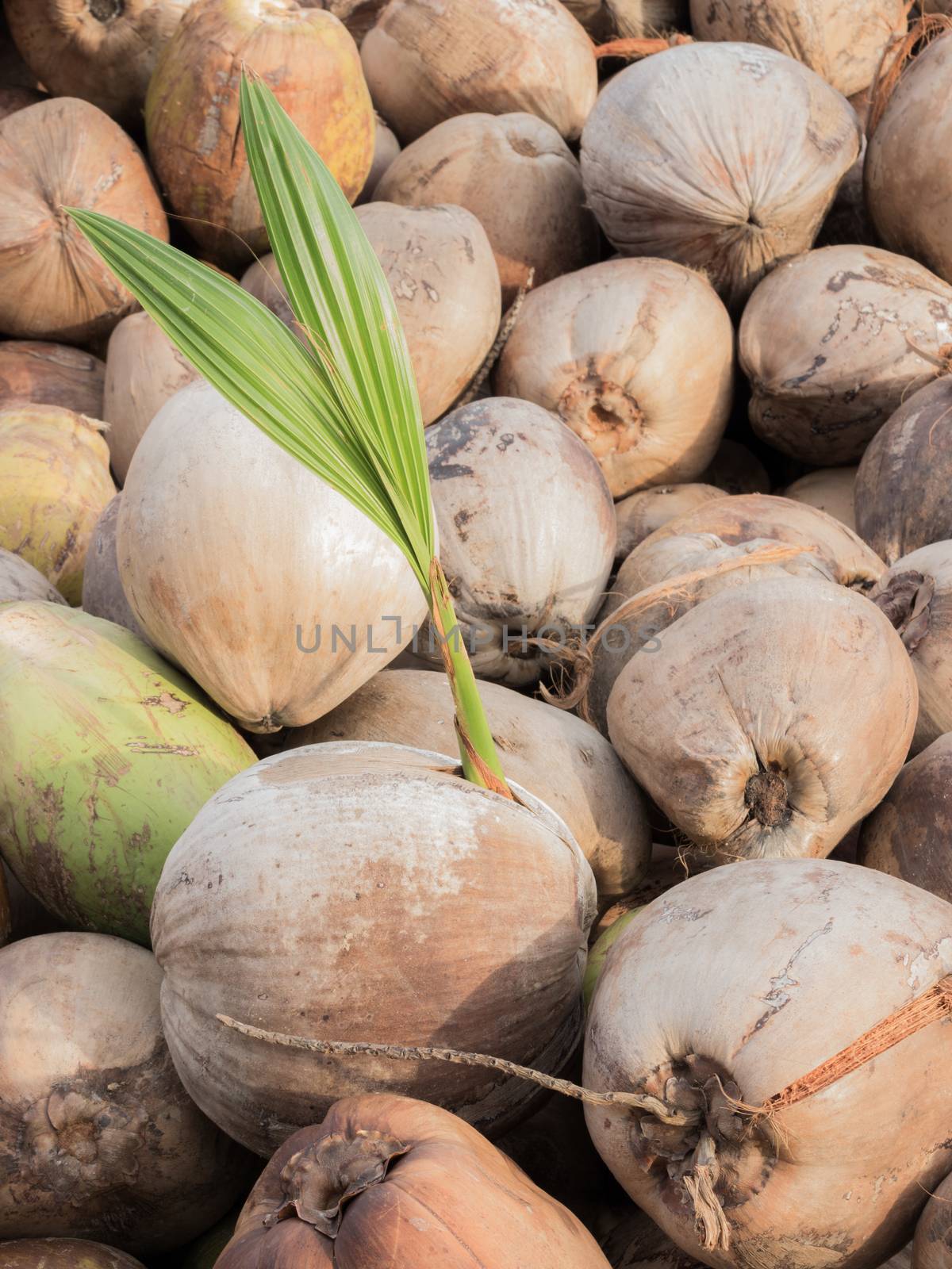 Coconut Plants are well known for their great versatility as seen in the many domestic, commercial, and industrial uses. The Coconut made from our Coconut Plants is widely used in making soaps. The copra obtained by drying the kernel of coconut is the richest source of vegetable oil containing 65 to 70 per cent oil.