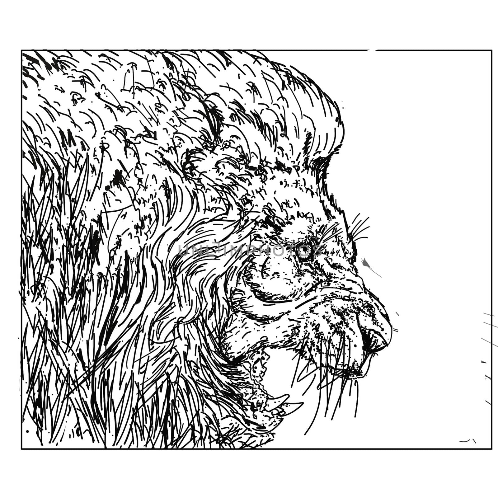 Lion drawn to the stretch