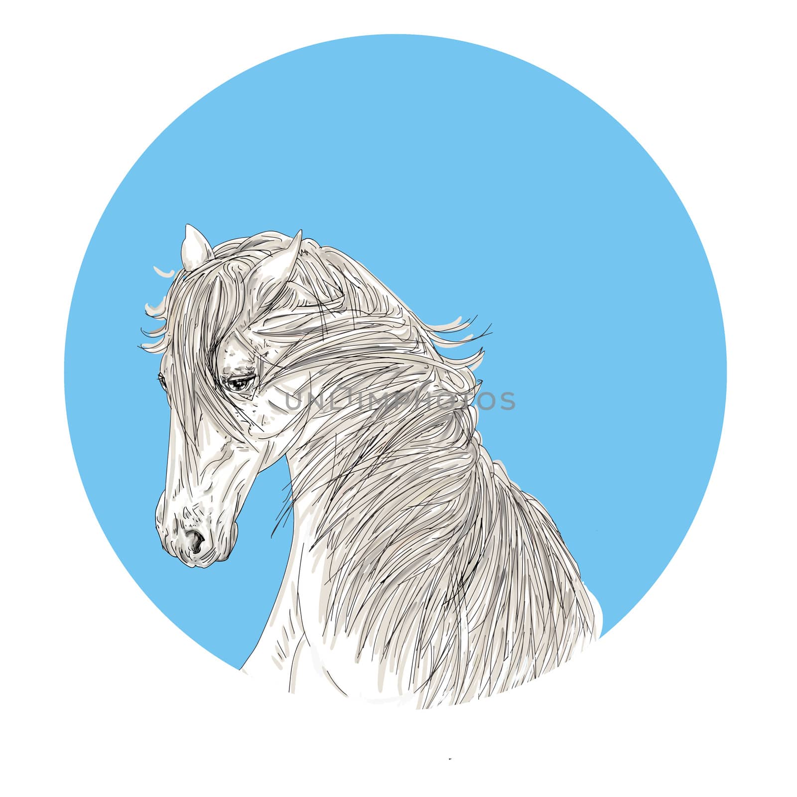 drawing of the head of a white horse with a thick mane ancient