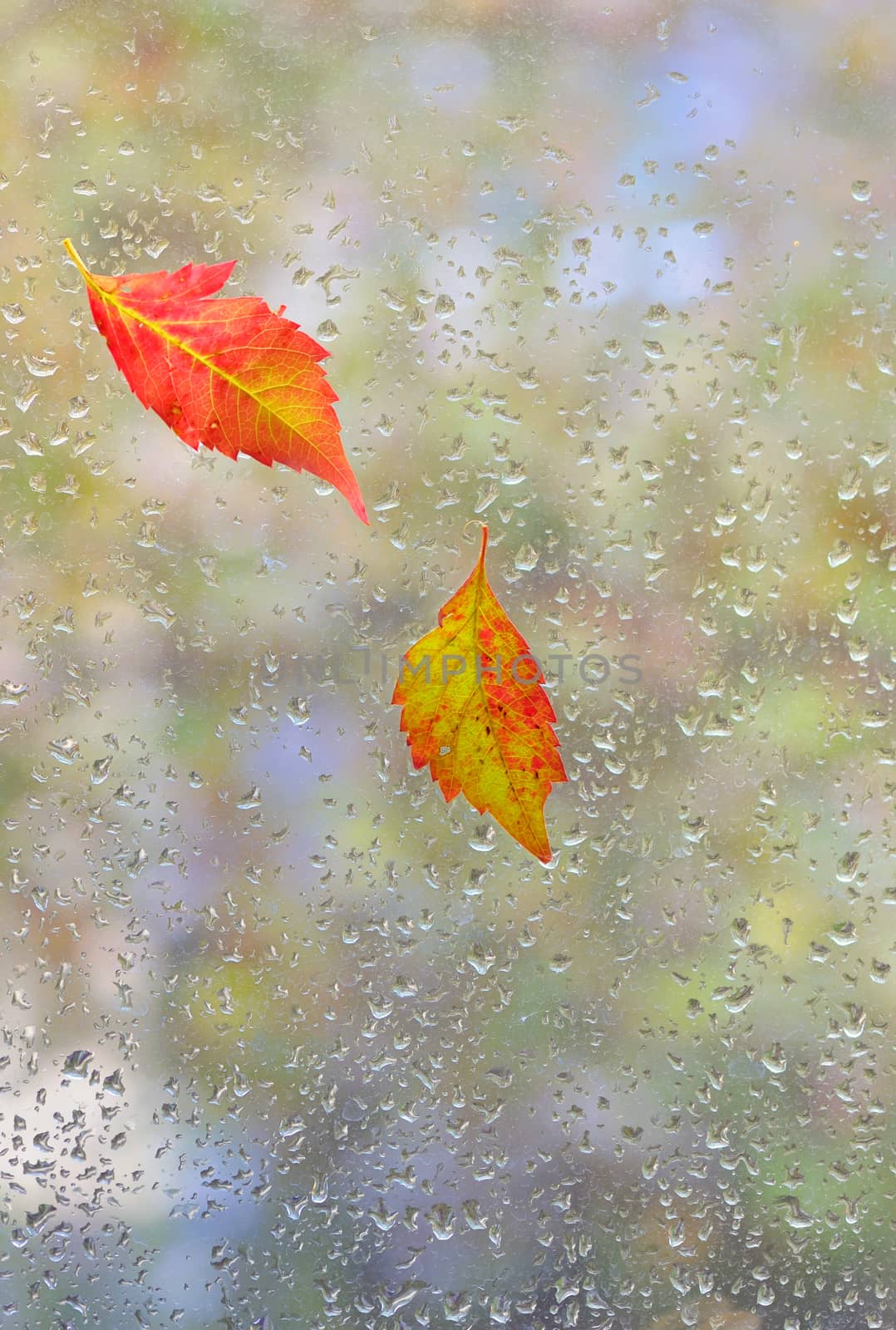 autumn  leaves on glass with natural water drops