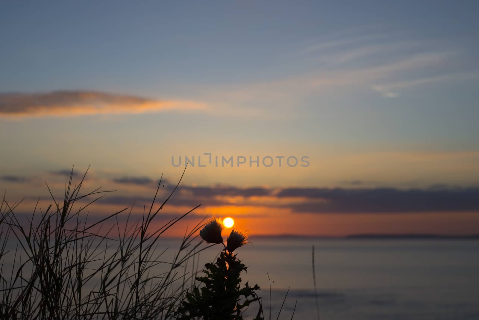 beautiful orange sunset over loop head with silhouetted wild tall thistles on the wild atlantic way in ireland
