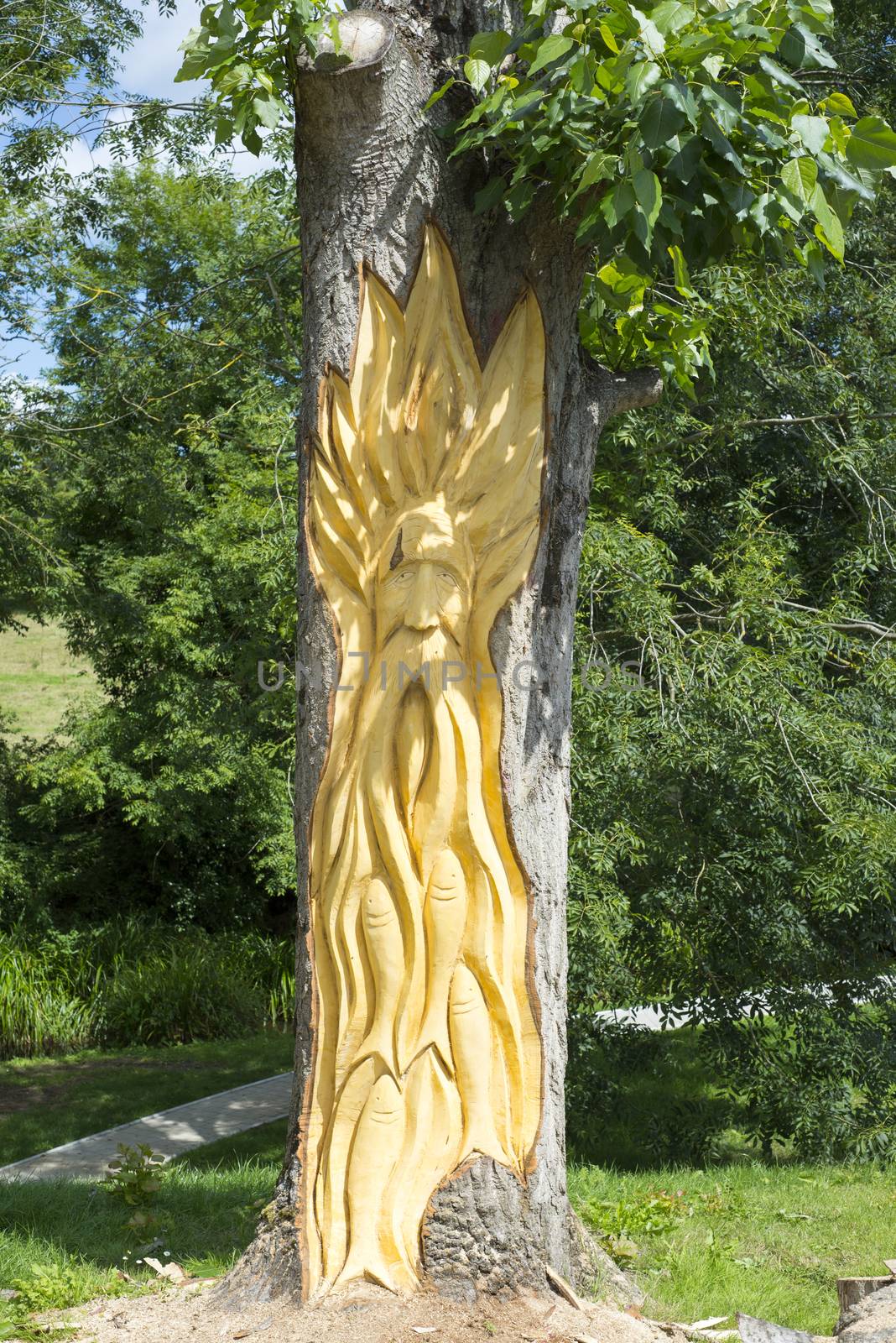 tree engraving in tarbert park on the wild atlantic way ireland