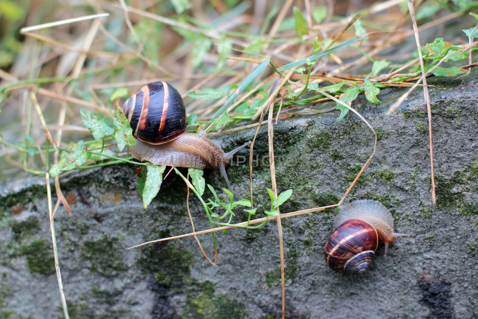 two snails on a stone covered with moss