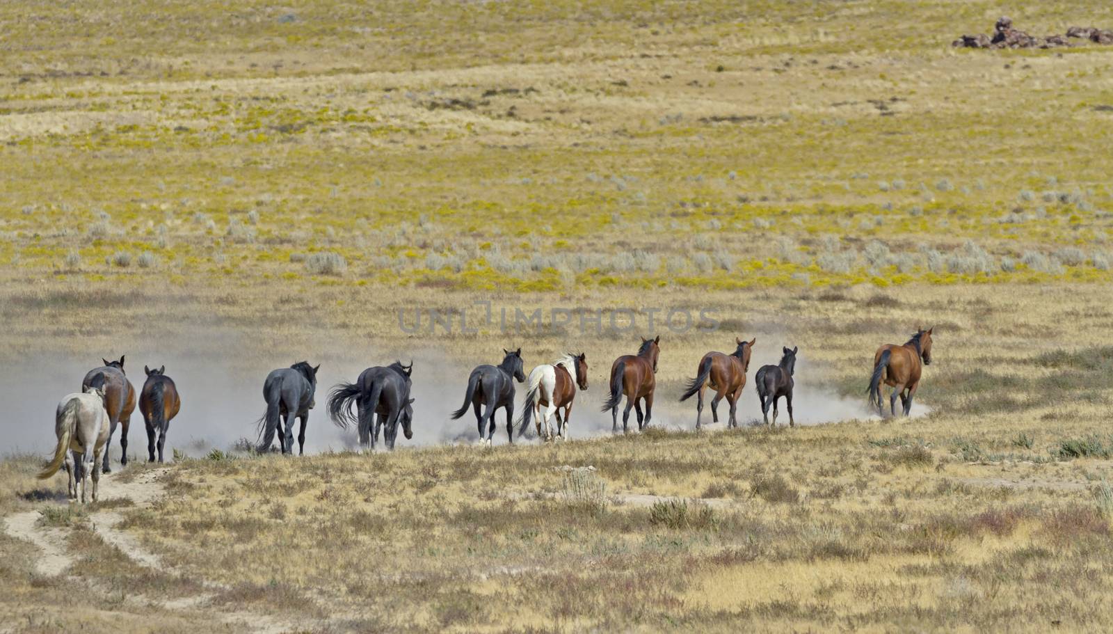 Herd of wild horses run in a line in Utah's Onaqui Horse Management Area managed by the federal Bureau of Land Management.  Lead stallion at front of line. Their hooves stir up dry sand.  Horizontal image with copy space and no people. 