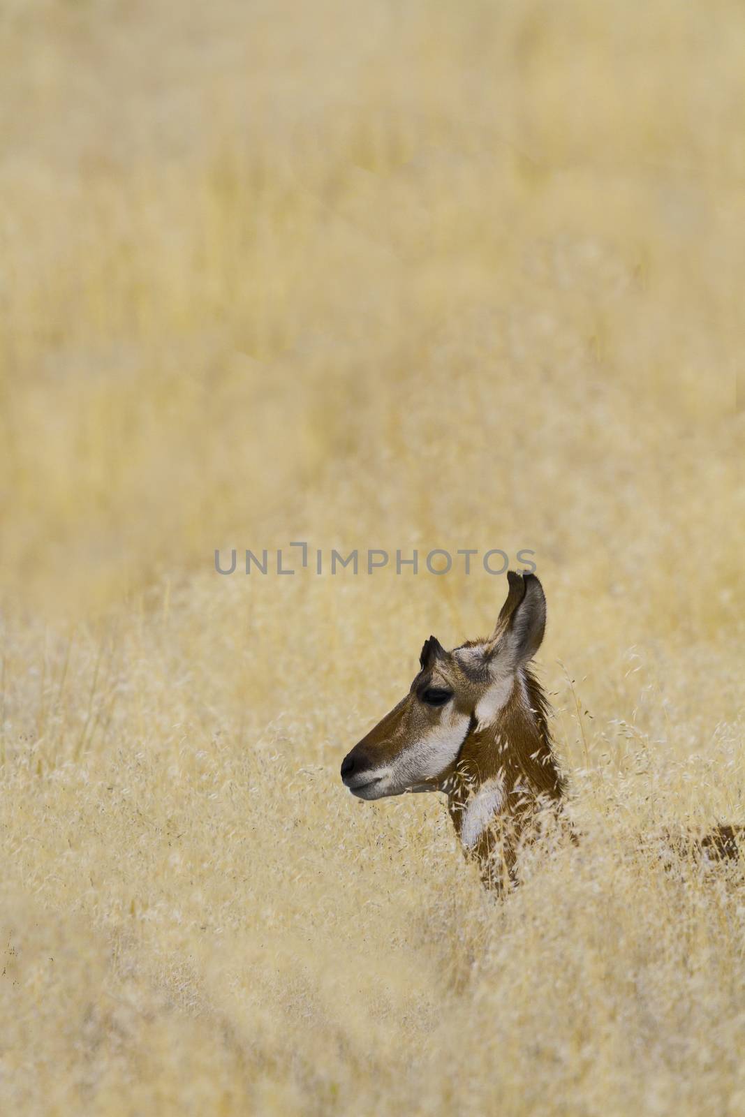 Pronghorn antelope rests in autumn gold portrait.  Location is National Bison Range in Montana, USA.  Copy space available on vertical image.  