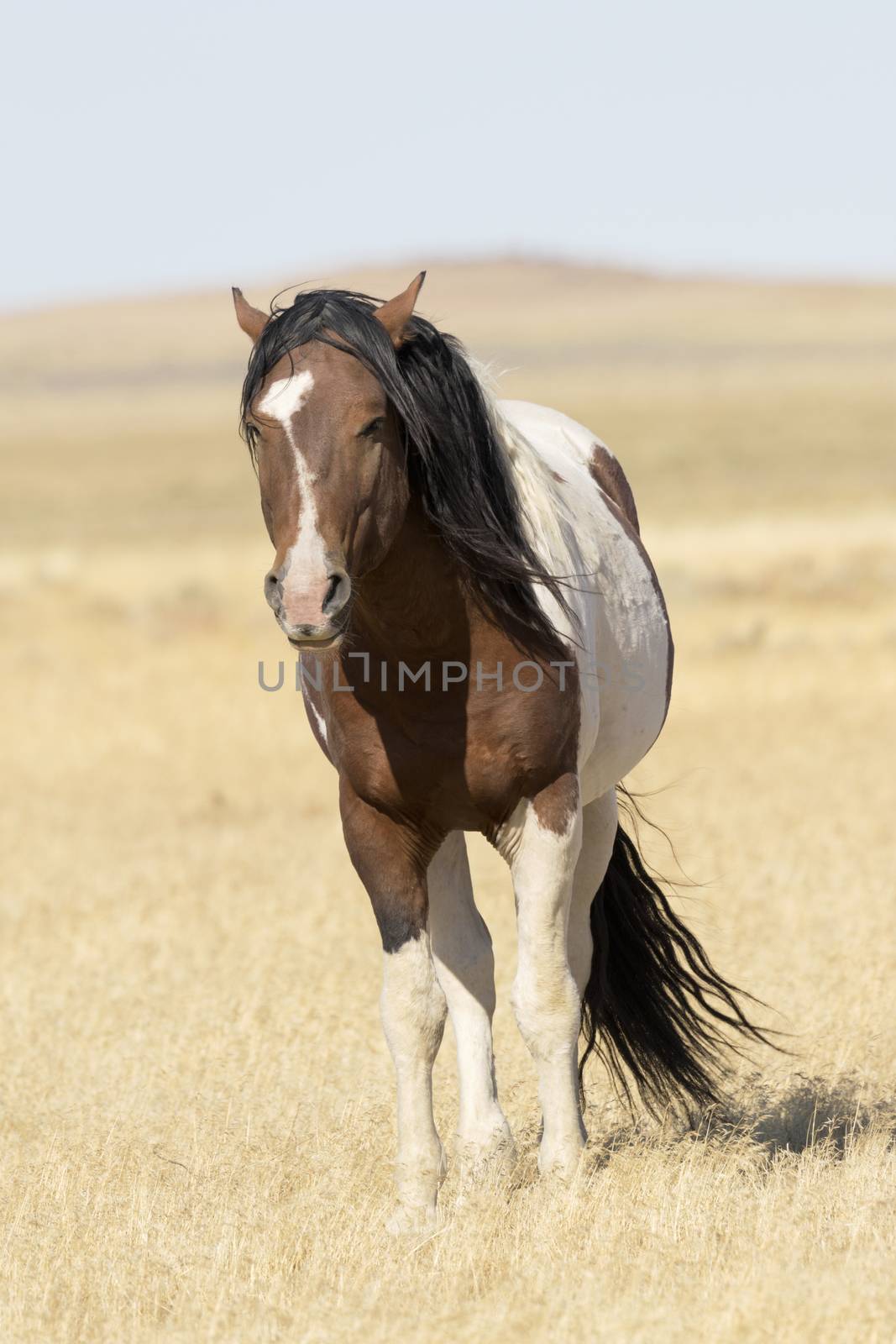A pinto wild horse with autumn wind blowing mane and tail in dry grasses of Utah in America's West.  Location is Onaqui Wild Horse Management Area near Dugway. Copy space available on vertical photograph. 