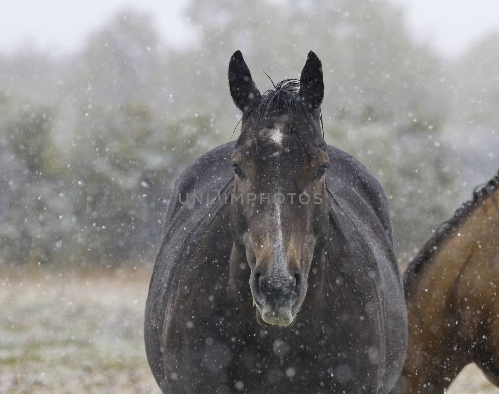 Horse stands quietly in gentle snowfall.  Location is Alberta, Canada, in farm fields near Pincher Creek and Waterton National Park.  Date is September 12, 2016.  