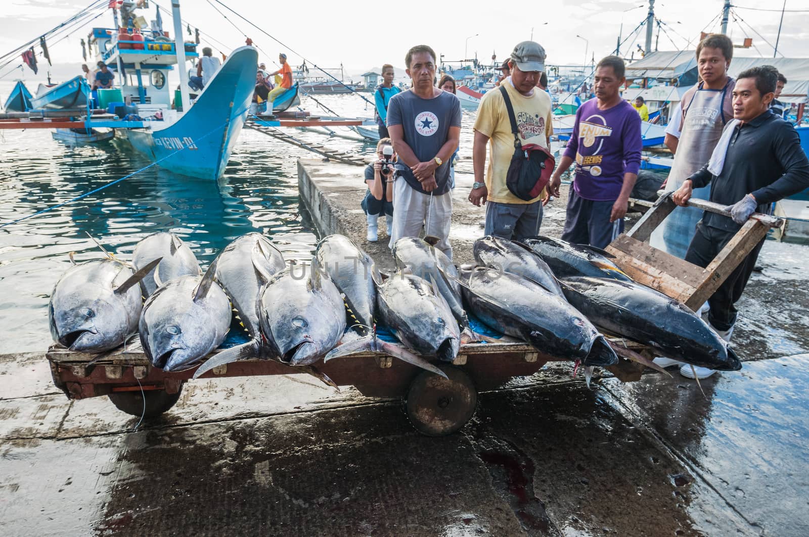 General Santos City - September 1, 2016: Yellowfin tuna being unloaded at the Tuna Harbor in General Santos City, South Cotabato, The Philippines. General Santos is the Tuna Capital of The Philippines, and the tuna industry is an important contributor the the city’s economy with export worldwide.