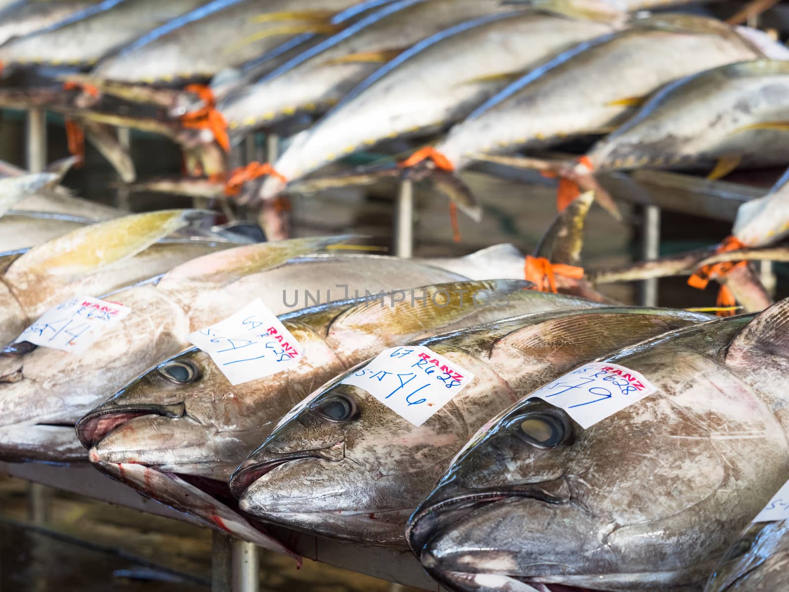 General Santos City - September 1, 2016: Yellowfin tuna lined up for sale at the Tuna Harbor in General Santos City, South Cotabato, The Philippines. General Santos is the Tuna Capital of The Philippines, and the tuna industry is an important contributor the the city’s economy with export worldwide.