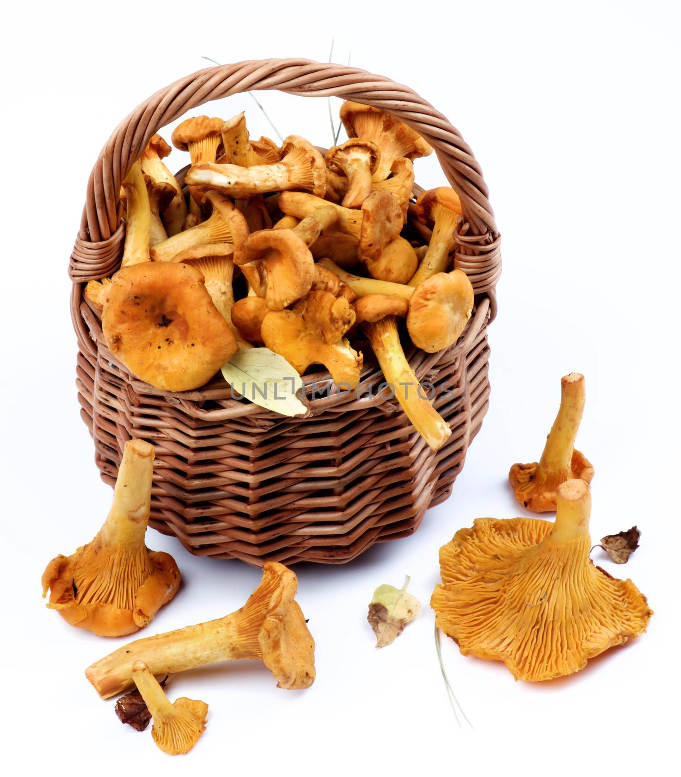 Raw Chanterelles Mushrooms by zhekos