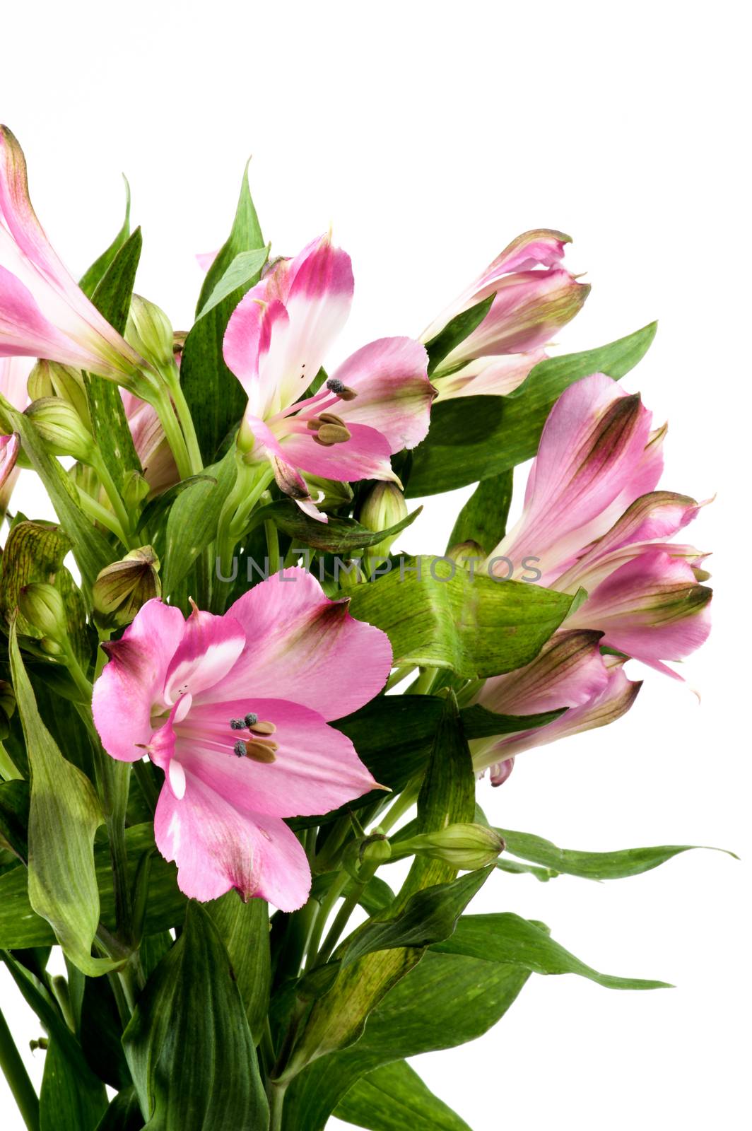 Bouquet Beautiful Pink Alstroemeria with Leafs Cross Section on White background