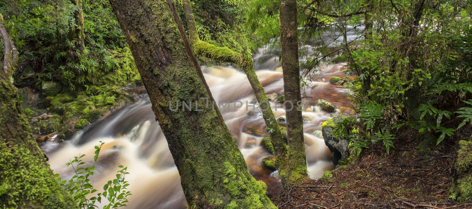 Newell creek is a magnificent fast running stream in Tasmania, Australia