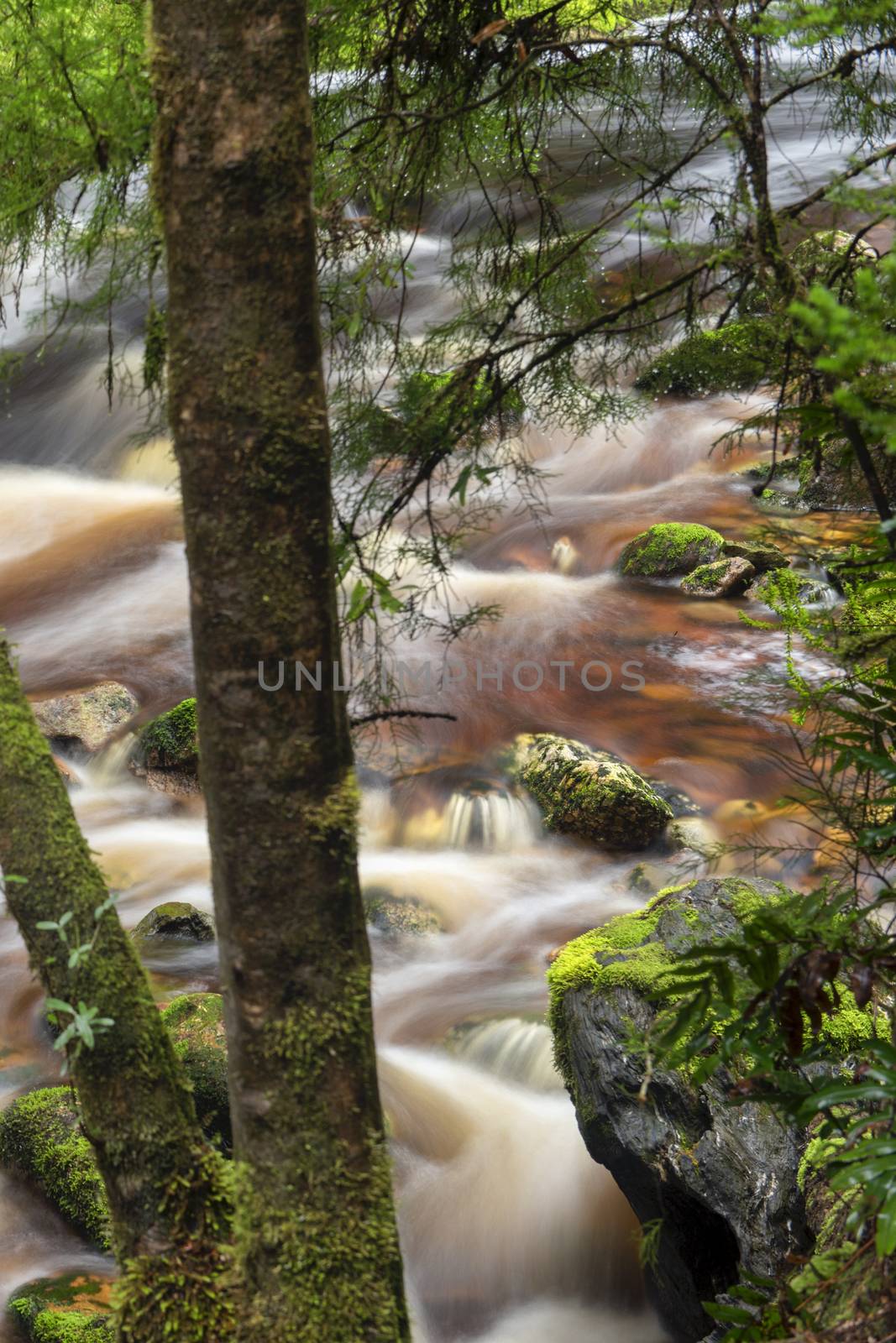 Newell creek is a magnificent fast running stream in Tasmania, Australia