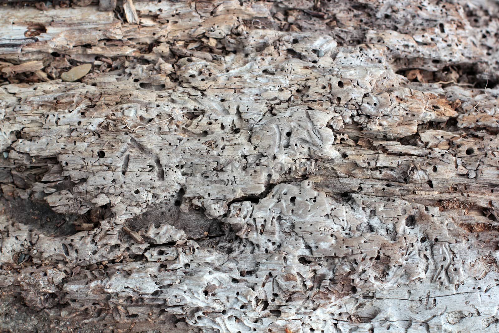 the texture of the tree eaten by bark beetles