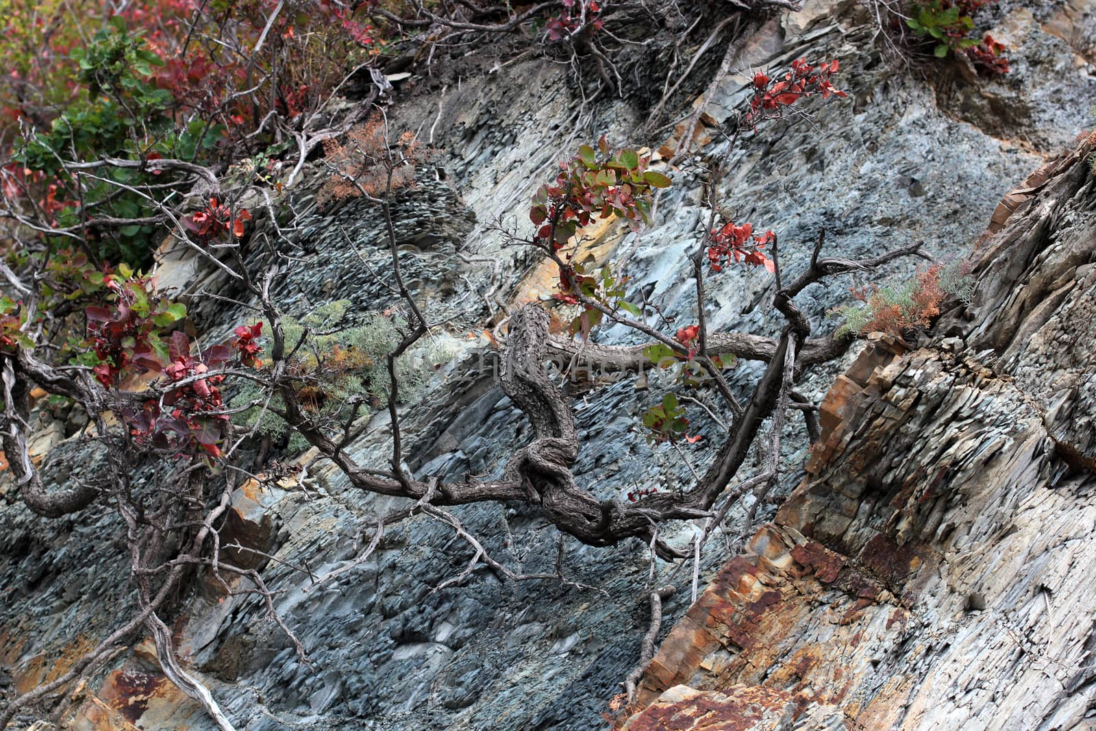 tree growing in the crevice of a rock