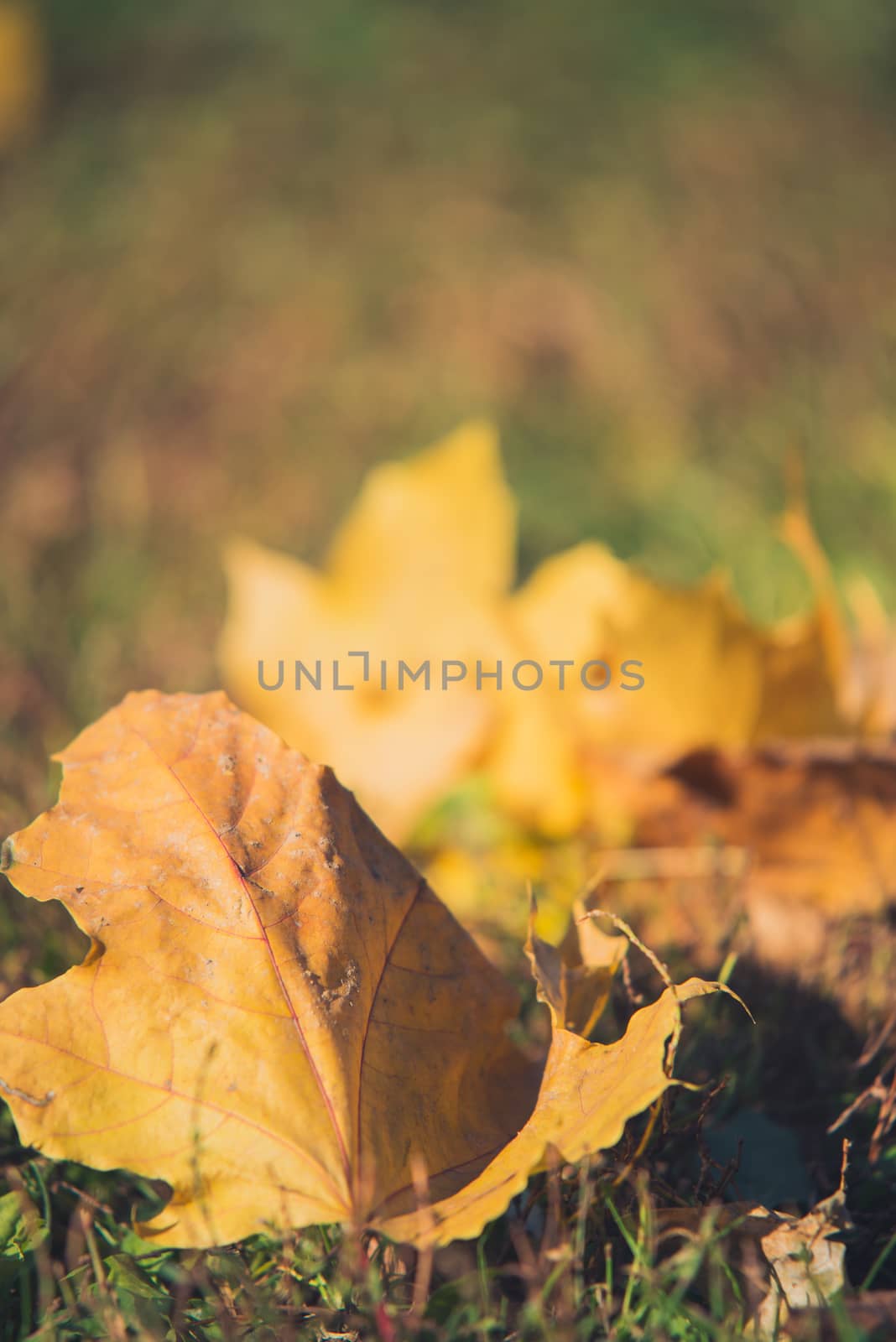 Yellow autumn Maple leaves on green grass. Bokeh blurred artistic background.