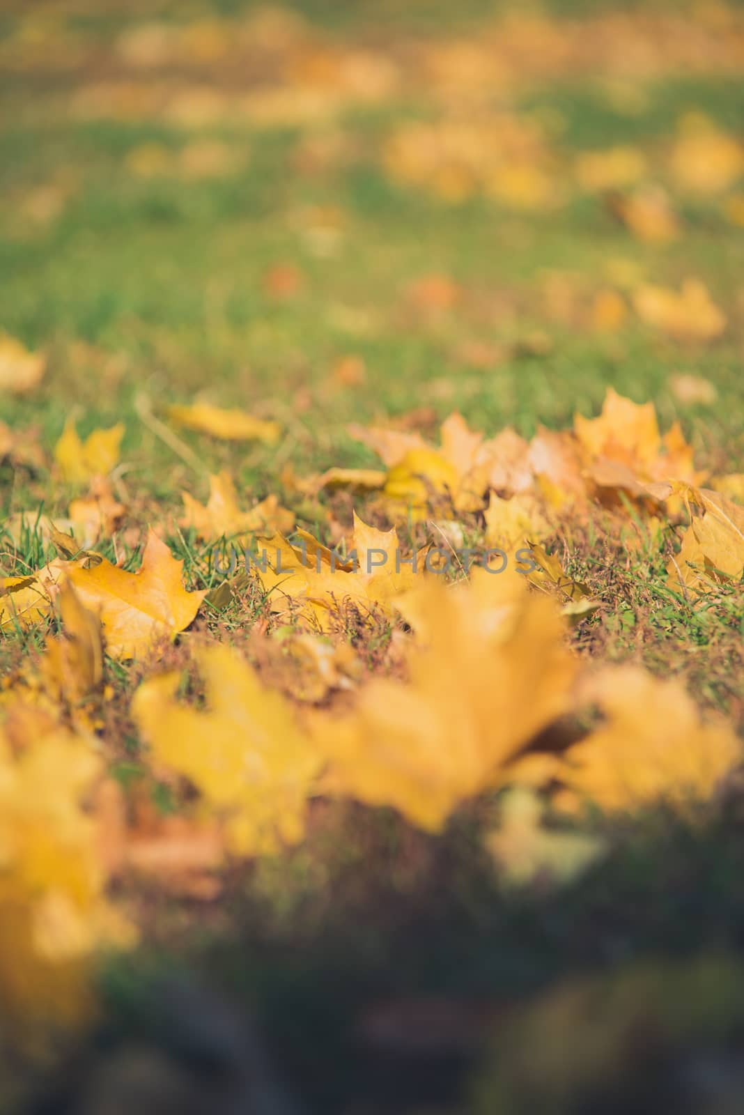 Yellow autumn Maple leaves on green grass. Bokeh blurred artistic background.