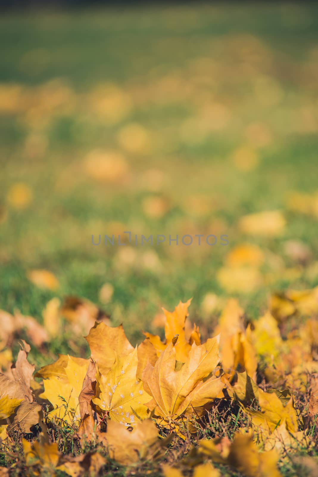 Yellow autumn Maple leaves on green grass. Bokeh blurred artistic background by skrotov