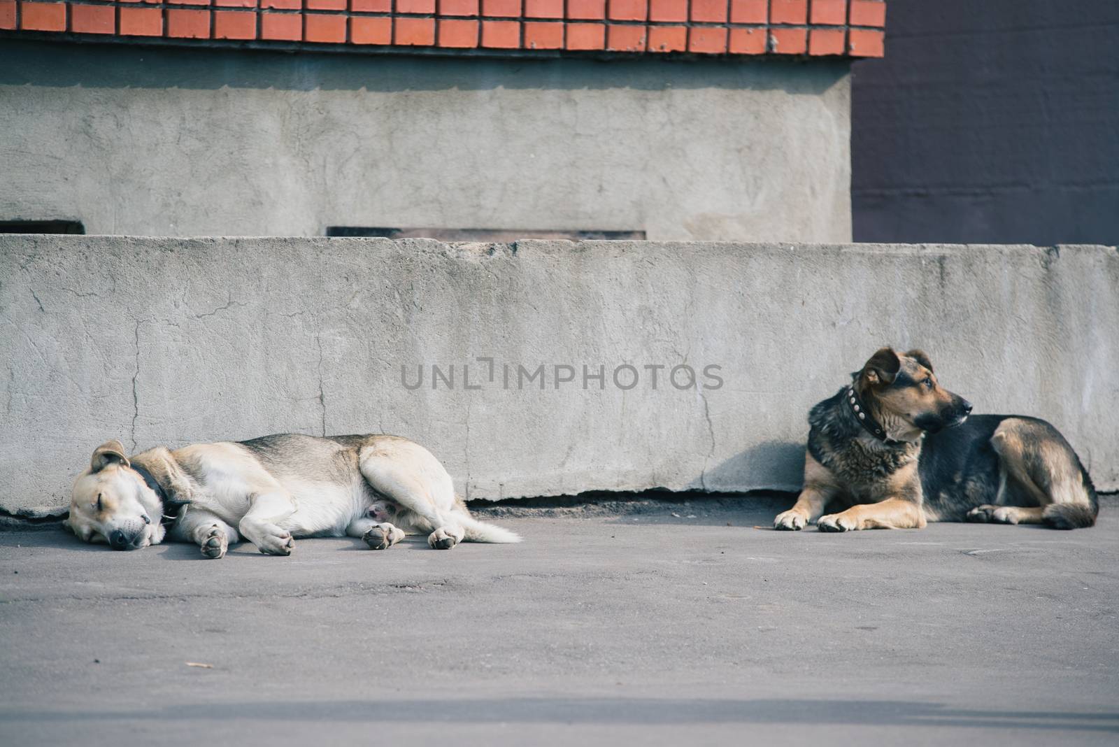 Two dogs laying down together against a concrete gray wall by skrotov