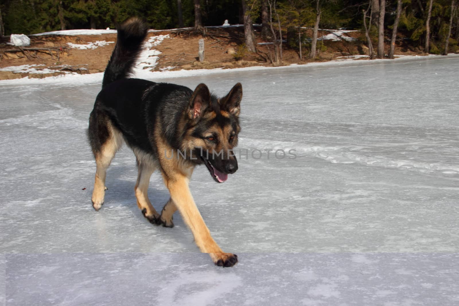 beautiful young Alsatian dog on the frozen lake