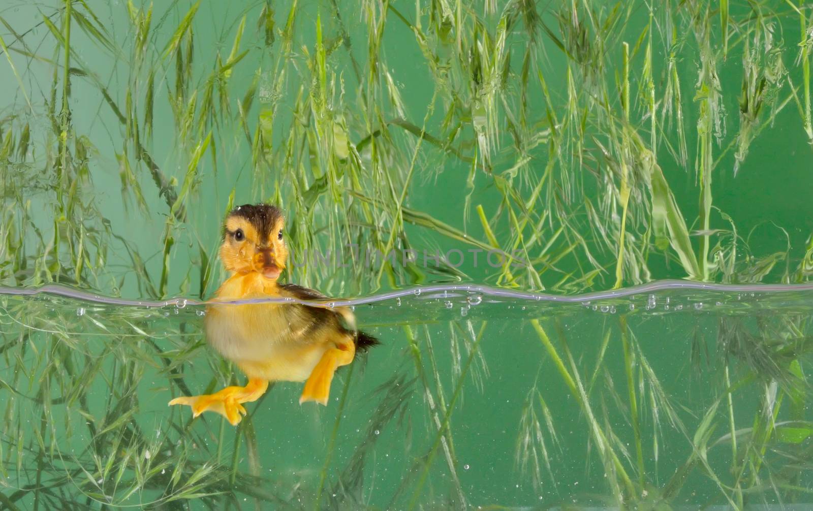 Little baby of duck swimming