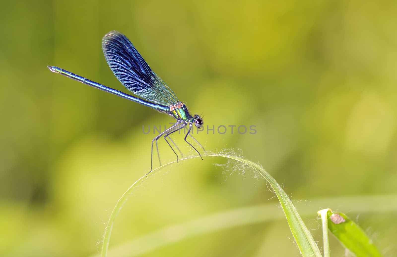 Dragonfly outdoor (coleopteres splendens) in forest
