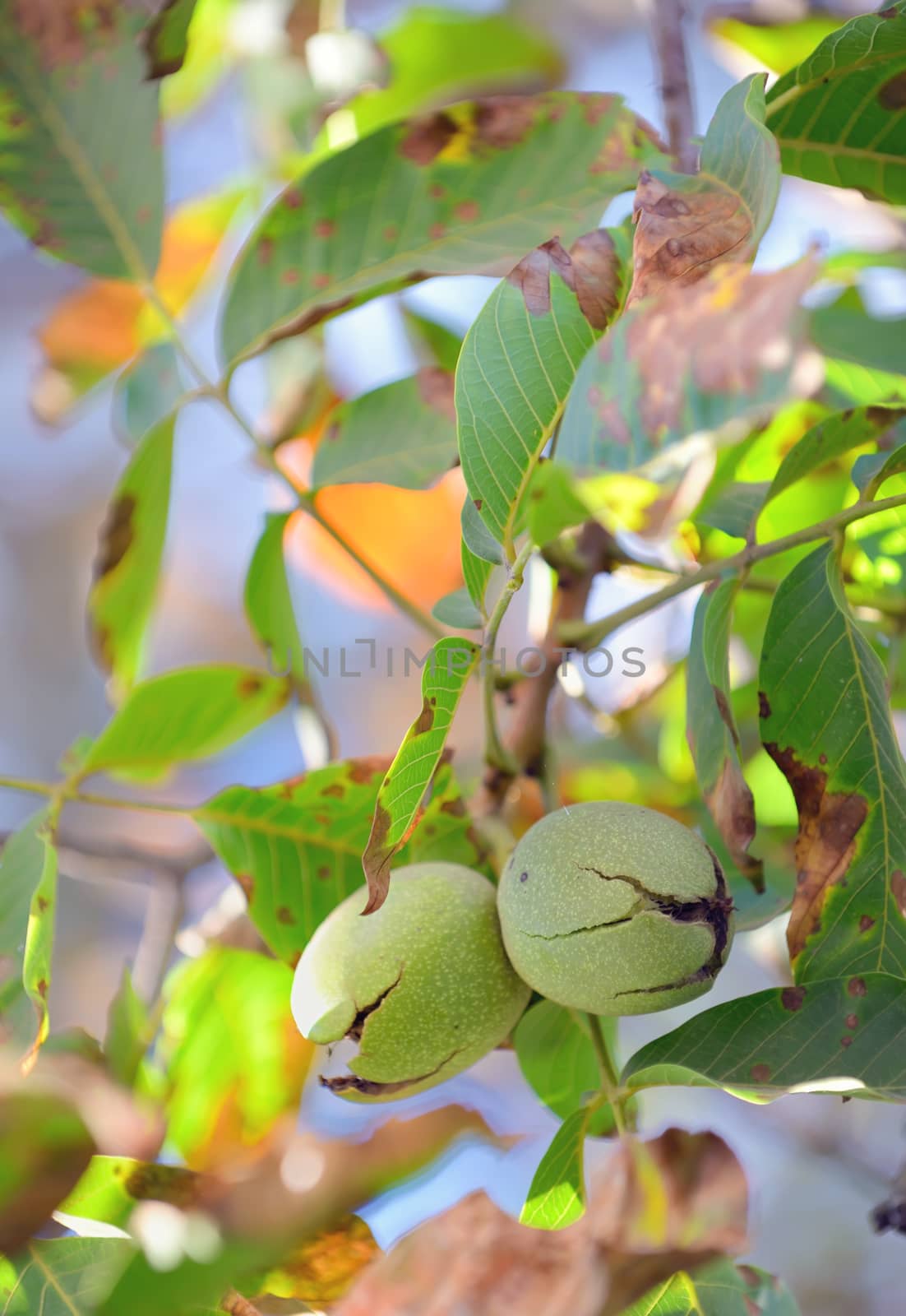 Ripe walnuts in the open shells in garden