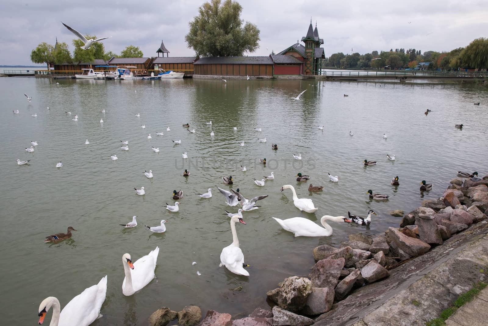 Swans on the lake. Duck on the lake. Gulls on the lake. White swans. White geese. Swans swiming on the lake, sea gulls fly over the lake. White geese.