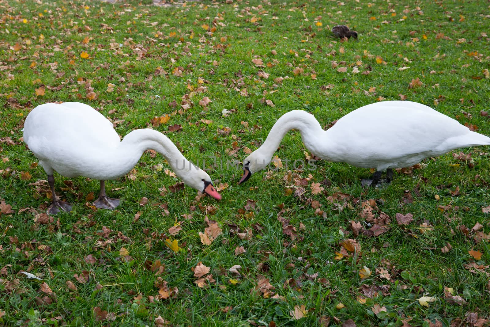 A pair of swans nibbling grass. Swans walking on the grass. Swans eat. White swans on the lawn. Autumn