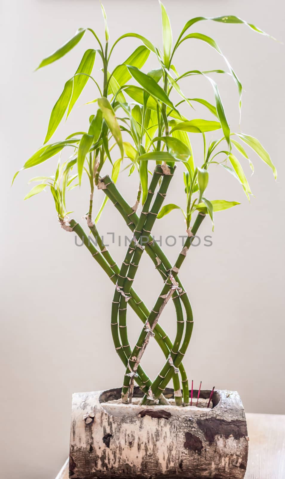 Beautiful bamboo tree with green leaves decoration on the wood stump