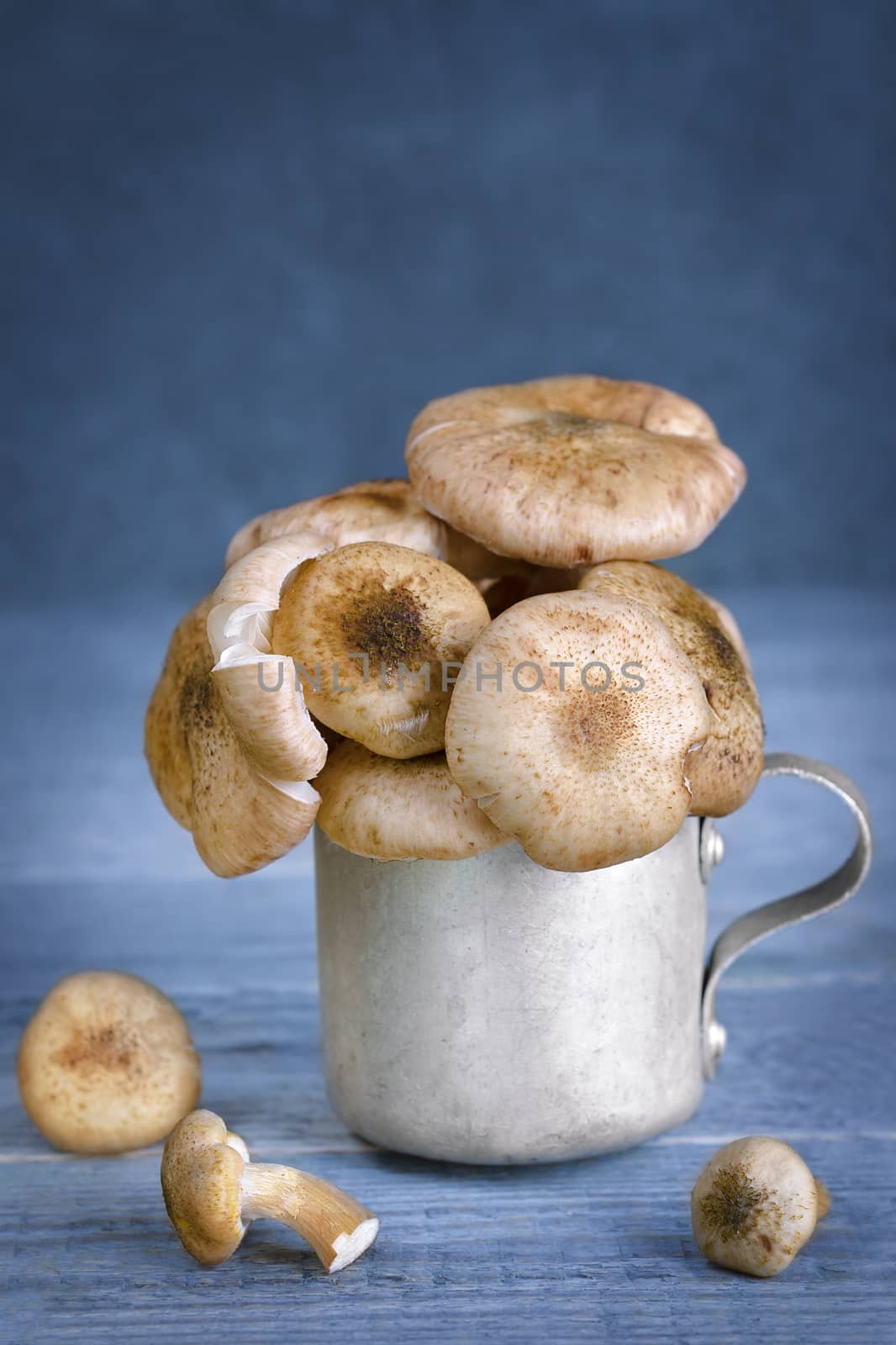 Raw fresh mushrooms in an aluminum mug, on wooden background toned in blue color.