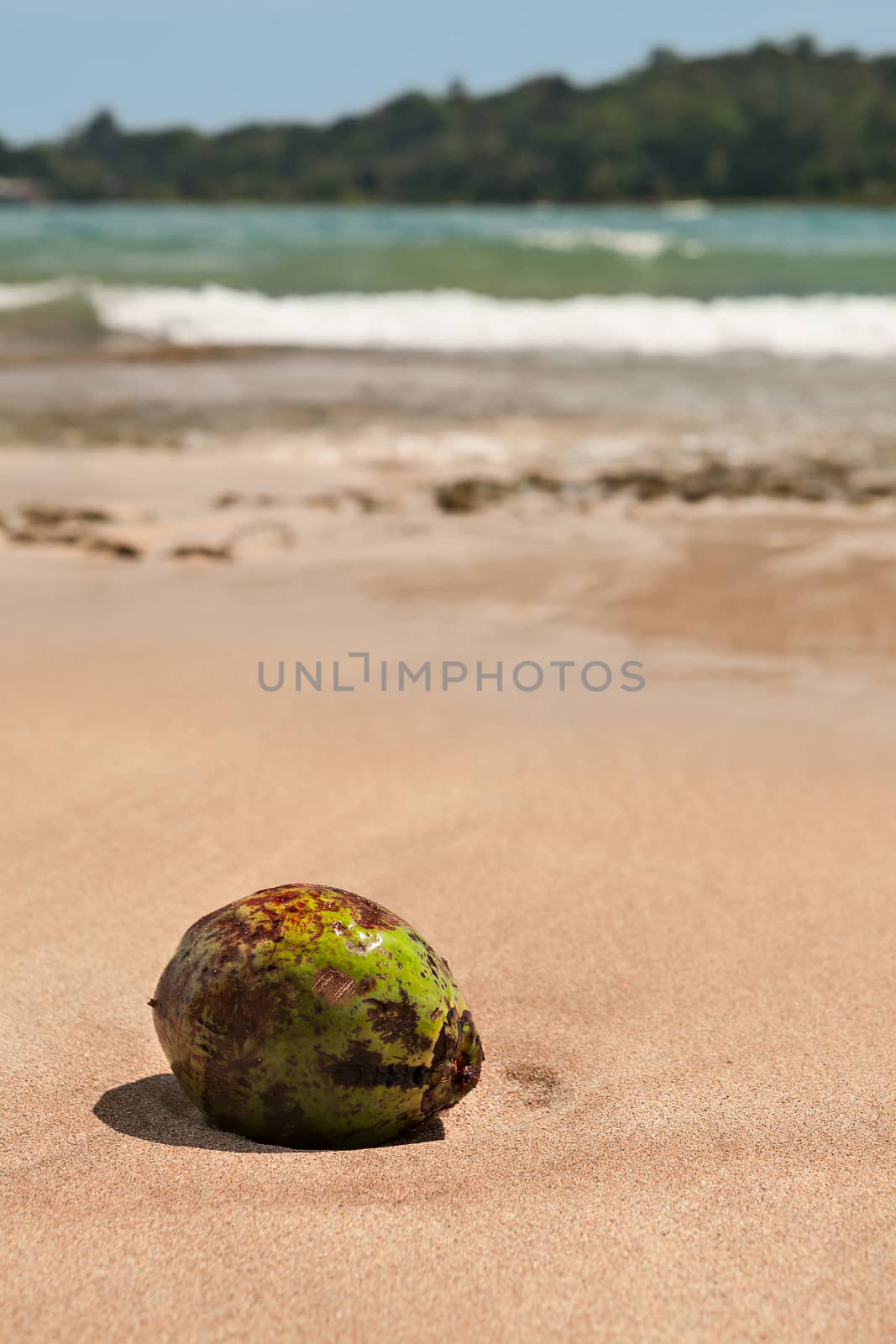Lone coconut on the beach