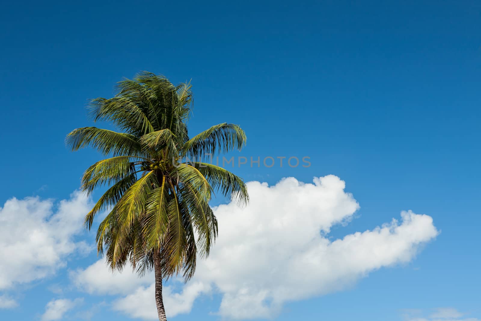 Palm tree against a blue sky and a white cloud