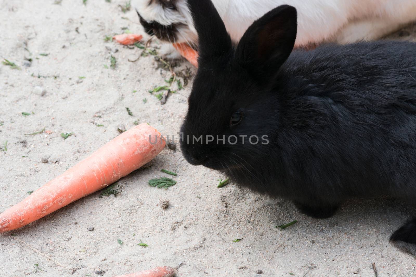 Funny black rabbits with a carrot sitting on sandy soil.