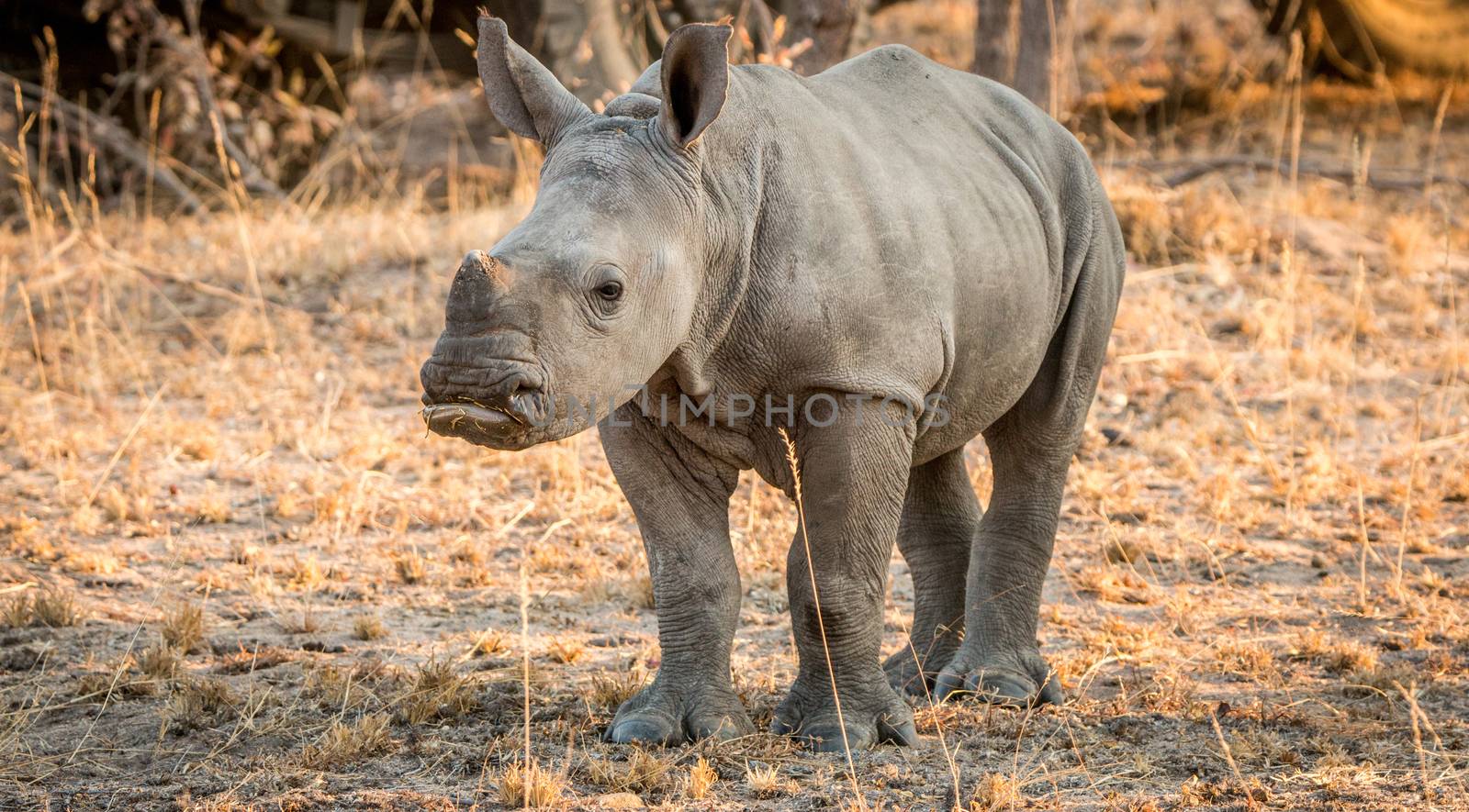 Starring baby White rhino in the Kruger National Park, South Africa.