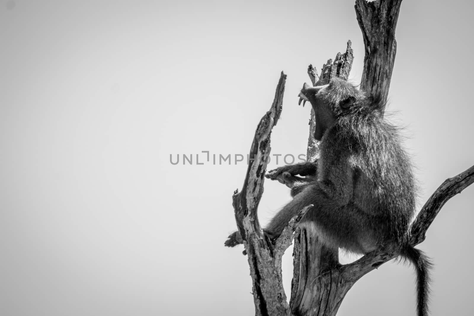 Baboon yawning in a dead tree in black and white in the Kruger National Park, South Africa.