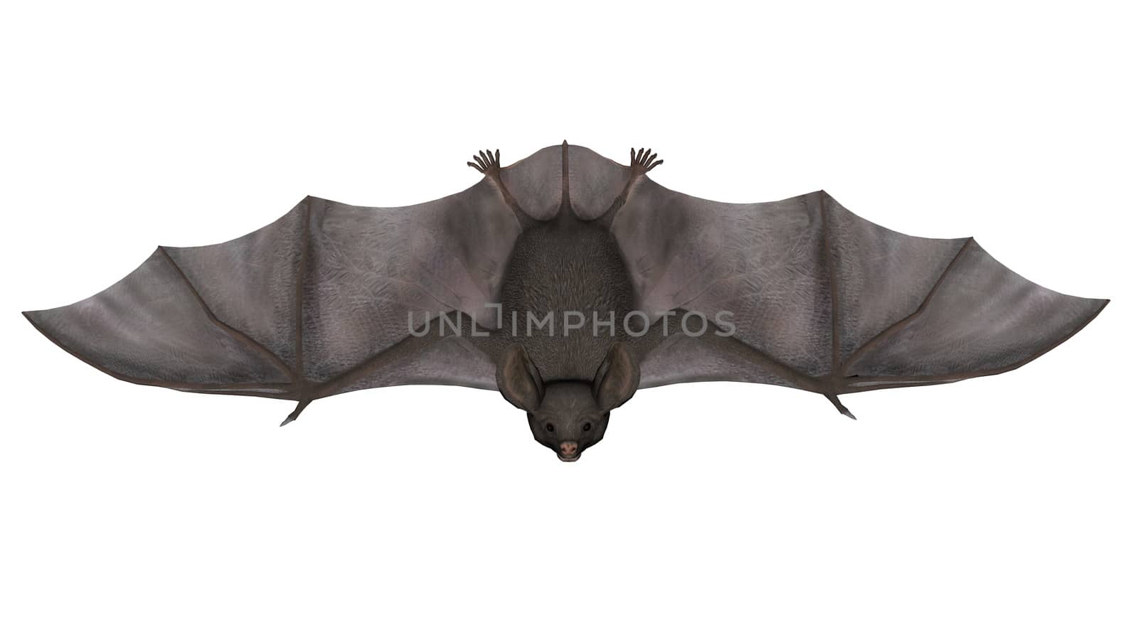 Flying bat isolated in white background - 3D render