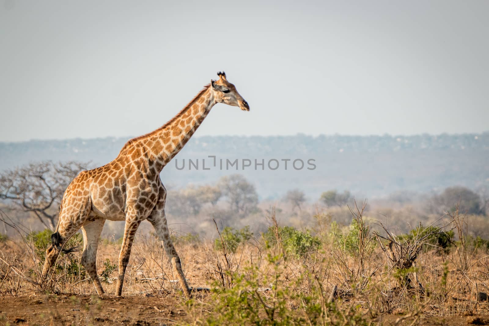 Giraffe walking in the bush in the Kruger National Park, South Africa.