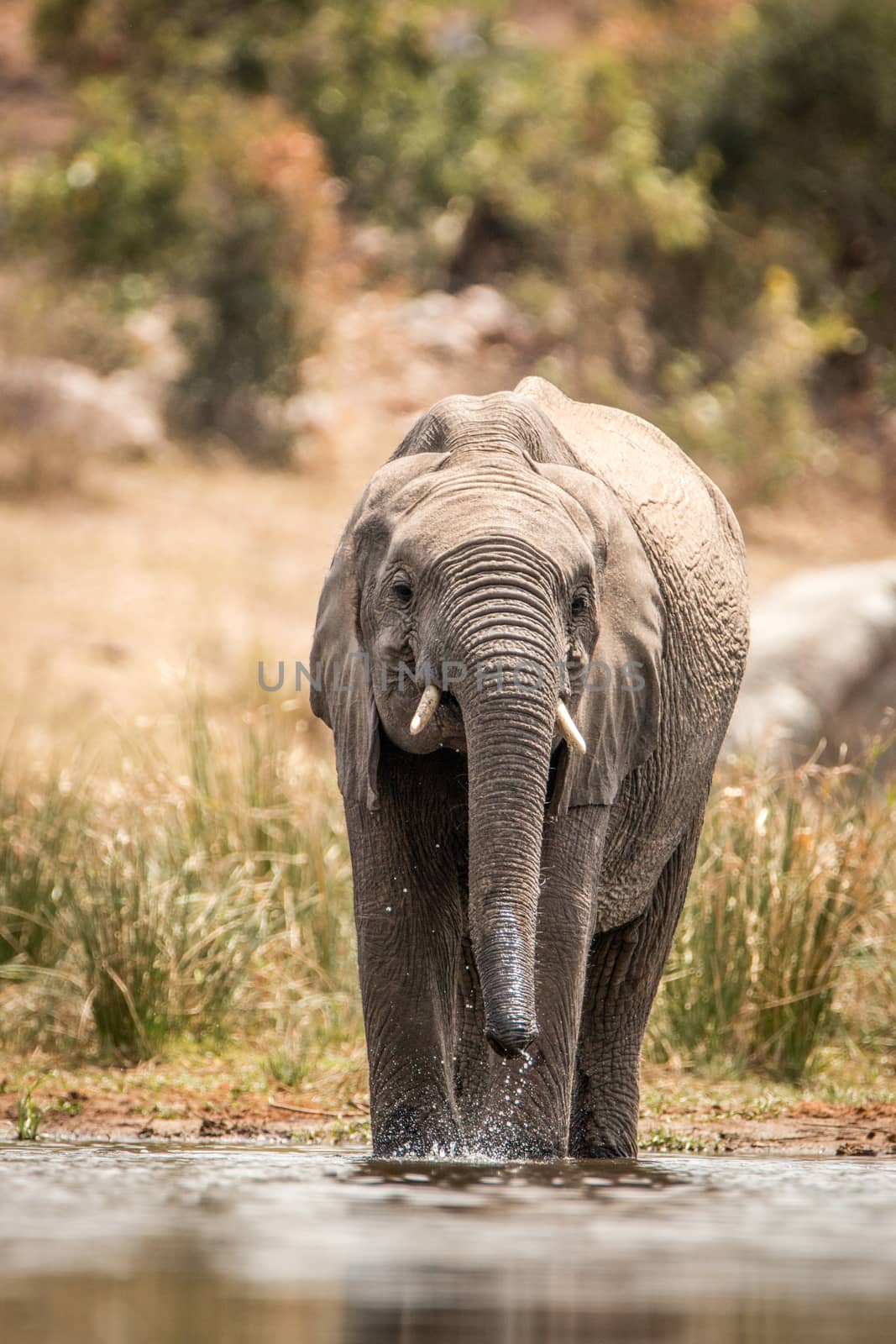 An Elephant drinking. by Simoneemanphotography