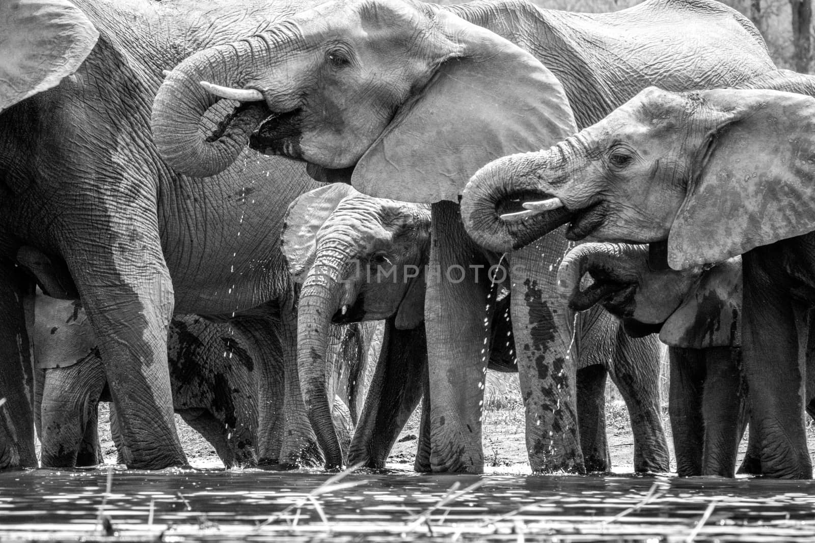 Drinking Elephants in the in black and white Kruger National Park, South Africa.