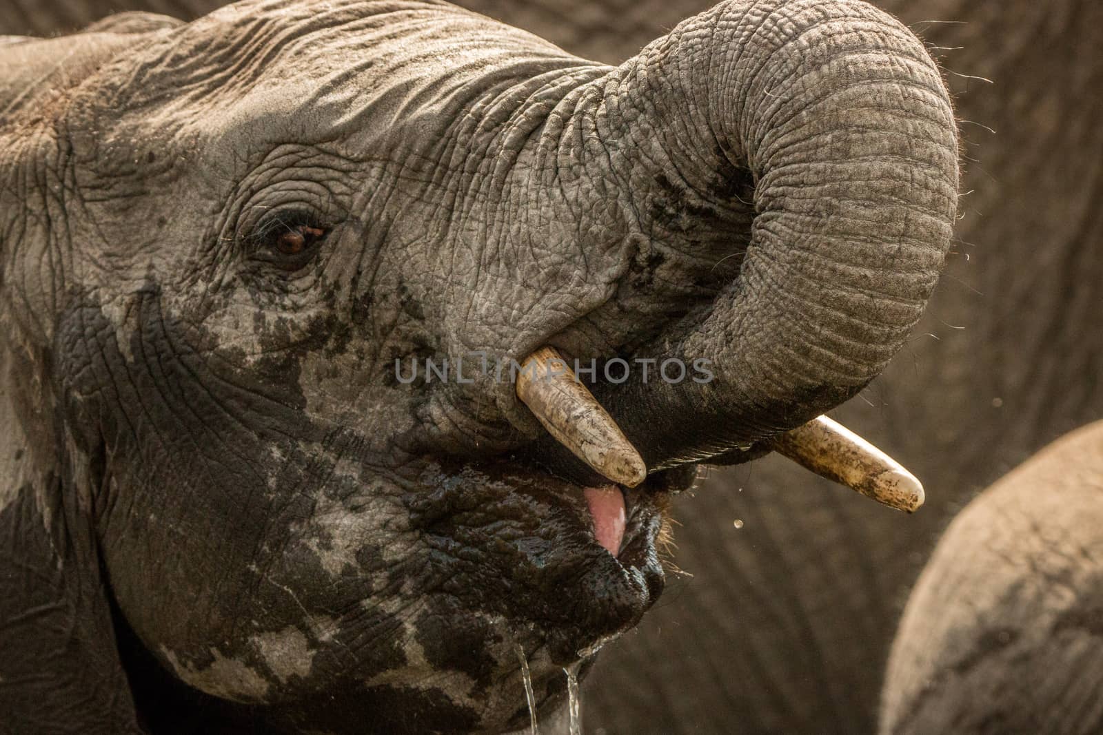 Elephant drinking in the Kruger National Park, South Africa.