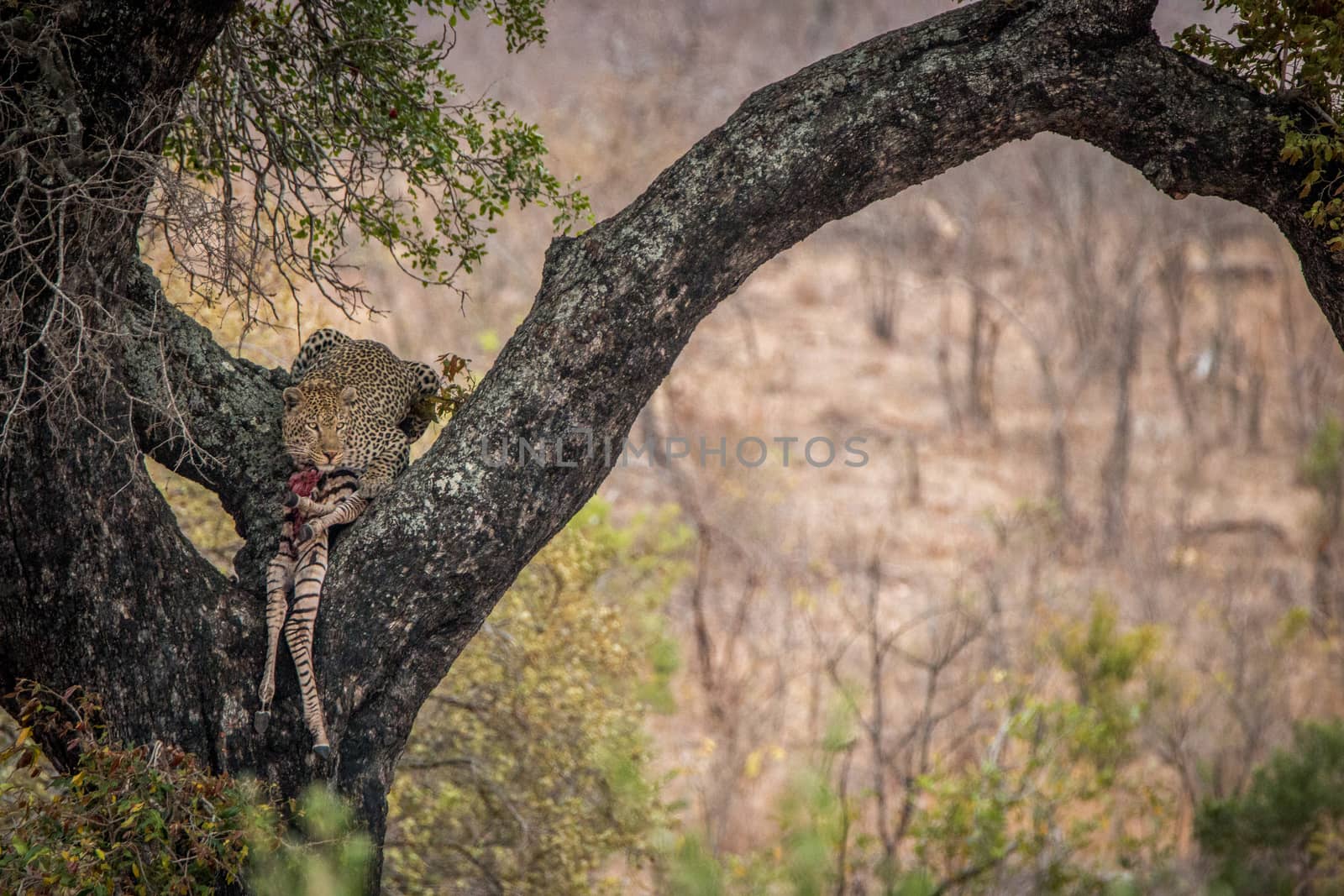 Leopard feeding on a zebra in a tree in the Kruger National Park, South Africa.