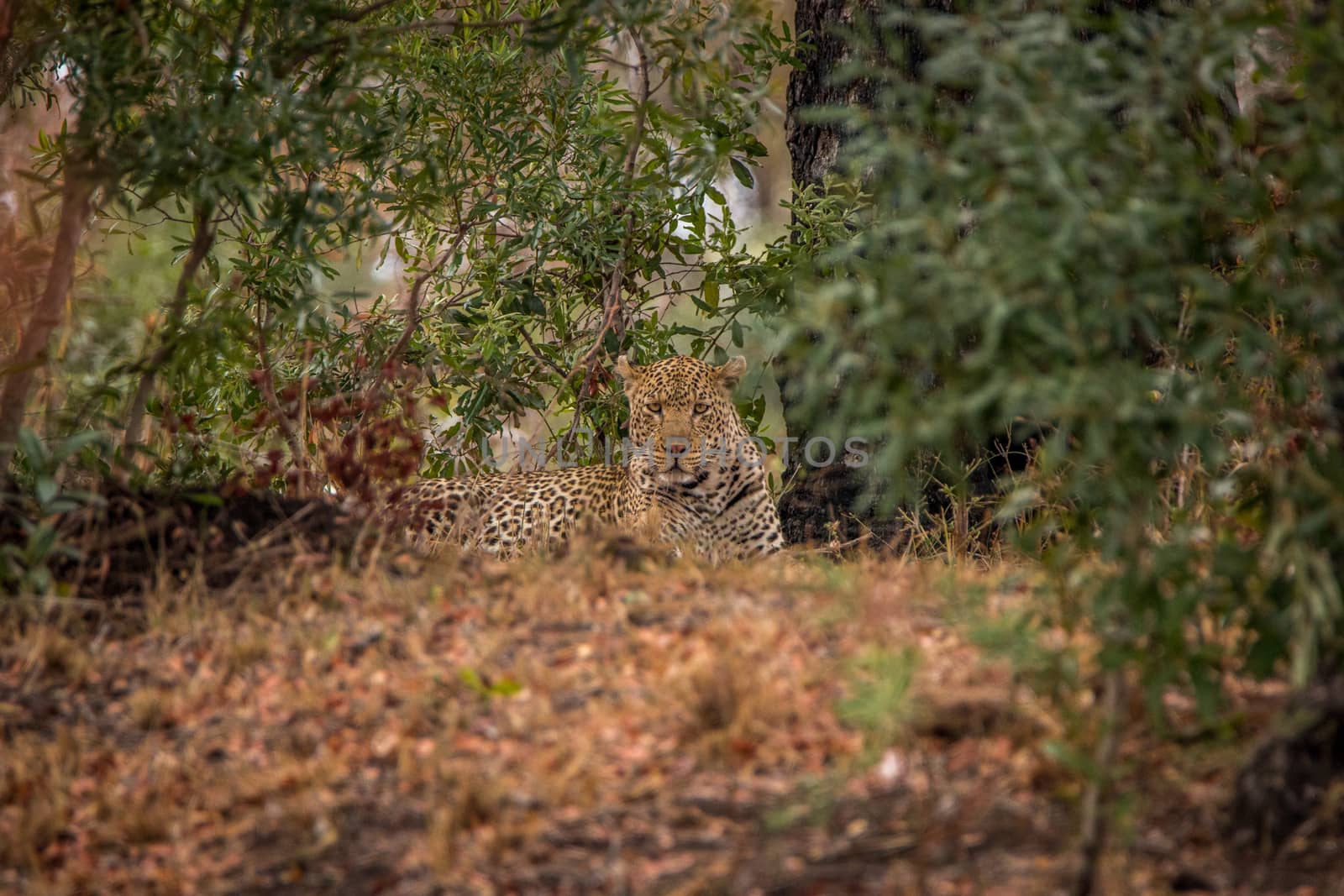 Leopard laying in the grass in the Kruger National Park, South Africa.