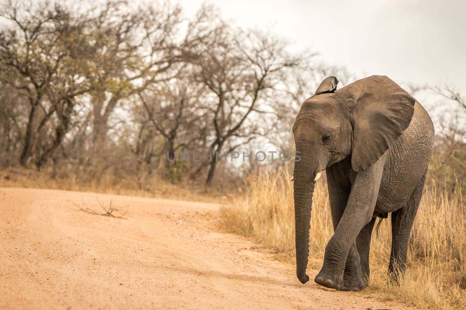 An Elephant walking on a dirt road in the Kruger National Park, South Africa.