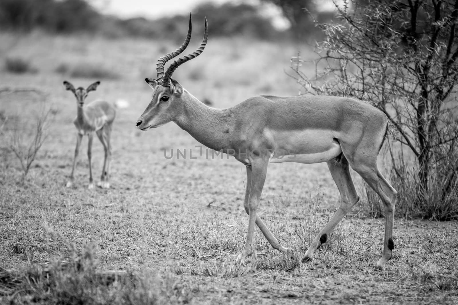 Male Impala in black and white in the Kruger National Park, South Africa.