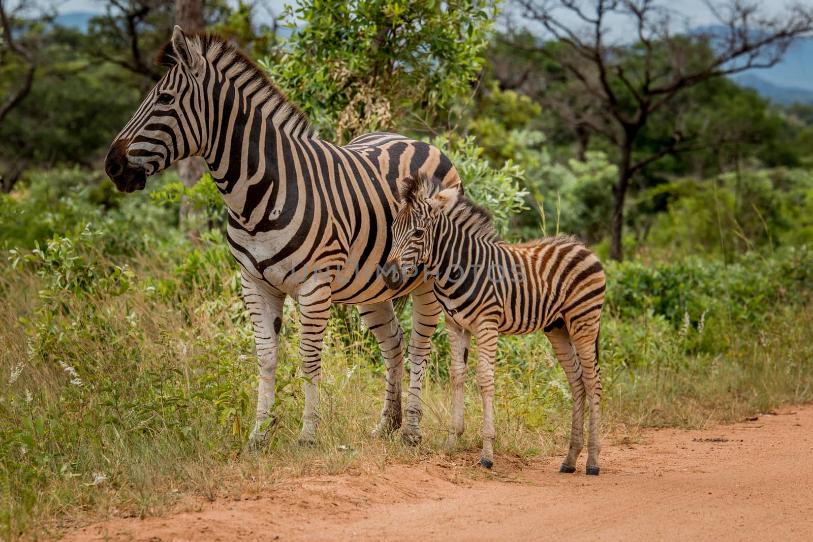 Zebra with a baby in the Kruger National Park, South Africa.